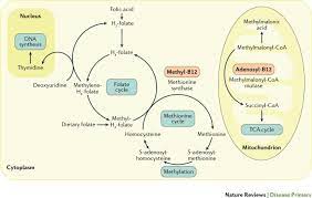 Vitamin B 12 Deficiency Nature Reviews Disease Primers