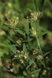 Image result for Stylosanthes