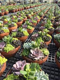 Succulent Combos In 8 Inch Clay Bowls From Popes Plant Farm Suculentas Cactos E Suculentas Cactos