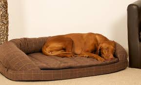 We highly recommend measuring your dog from nose to base of tail to get an idea of how your dog will fit in the bed. Large Dog Beds The 19 Best Dog Beds For Large Dogs