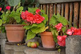 The last begonias of the summer season at lake tahoe. Begonias Flower Pots Potted Free Photo On Pixabay