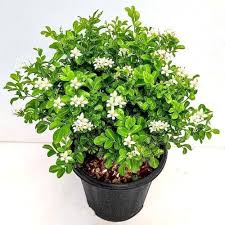 Image result for Murraya