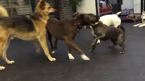 Board and train is a great way to maximize results in a short amount of time. Inside Look Dog Human Aggressive Rehab Before After Blake S Narrative Nyc Dog Training Youtube