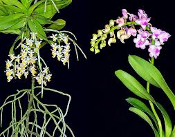 Aerides Odorata Monaco Nature Encyclopedia