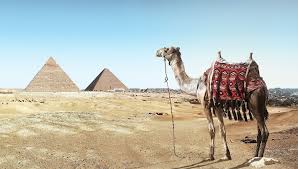 Camel riding was something that i had been dying to do since i was a kid and to say i was excited would be an understatement. Hintergrundbilder Lonely Desert Wuste Desert Safari Land Cruiser Safari Dubai Camel Ride Camel Safari 1920x1094 Krows 1618289 Hintergrundbilder Wallhere