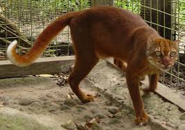 5 haiwan yang hampir pupus di malaysia black shrew. 12 Spesis Kucing Liar Yang Anda Mungkin Tidak Tahu