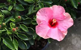 Image result for Hibiscus platycalyx