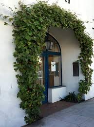 Image result for Rhoicissus