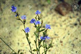 Maybe you would like to learn more about one of these? Australian Native Blue Dampiera Flowers Dampiera Stricta Family Goodeniaceae Autumn Spring Summer Flowering Royal National Park Nsw Australia Stock Photo Picture And Royalty Free Image Image 112892484