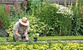 Pflanzen Bestimmen Gartnertipps The Post Pflanzen Bestimmen Appeared First On Couchtisch Ideen Pflanzen Garten Sukkulenten Diy