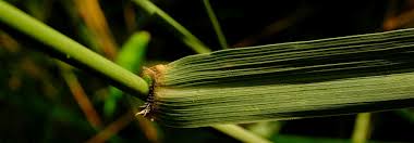 Image result for Tristachya superba