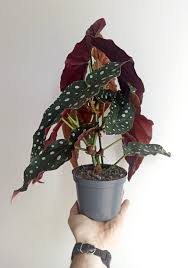 Image result for Begonia