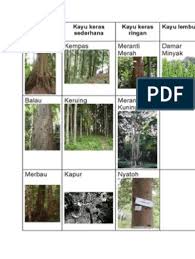 Check spelling or type a new query. Pokok Keruing