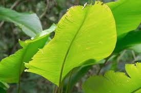 Image result for Cucumis prophetarum