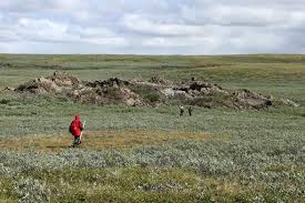 Image result for Craterostigma newtonii