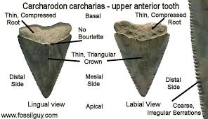 Fossilguy Com Great White Sharks Facts Origins And