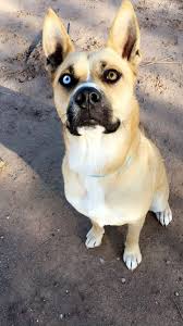 French bulldog and pitbull mix is a dog that will fit different types of families. French Bulldog Husky Mix Puppies Pets Lovers