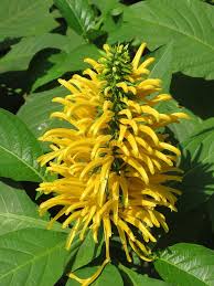 Image result for Justicia aurea