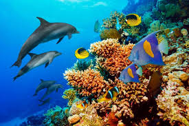 Maybe you would like to learn more about one of these? Korallen Die Starker Als Das Klima Sind