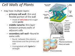 Apr 13, 2021 · the plasma membrane, also known as the cell surface membrane or plasmalemma, defines the boundary of the cell. Cell Membrane Plasma Membrane Ppt Video Online Download