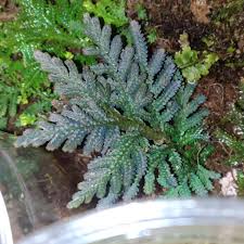 Image result for Selaginellaceae