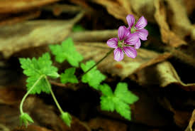 Image result for Geranium aculeolatum