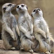 Questi sono alcuni degli animali più caratteristici della fauna africana, nonché una delle ragioni più importanti che spingono migliaia di visitatori ogni anno a vivere safari in africa e tanzania. A Piedi Nel Bio Parco Africa E Asia A Due Passi Da Torino