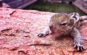 Man Thought This Baby Squirrel Was Dead Until He Saw Him Twitch See What He Did Next Photos Baby Squirrel Squirrel Cute Squirrel