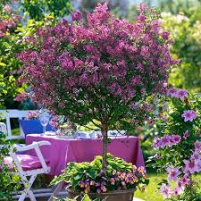 It is well known for its beautiful lilac appearance and captivating fragrance. Lilac Syringa Palibin Standard Yougarden