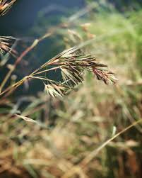Image result for Themeda triandra