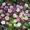 Allyearroundflowers.co.uk is a creative london service specializing in the design, planting and maintenance of hanging baskets and window boxes. 1