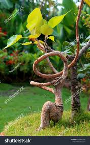 Bonsai Tree Got Nursery Dharan Nepal Stock Photo 1359861446 Shutterstock
