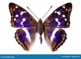 Image result for Apatura iris