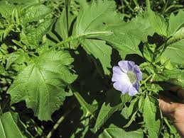Image result for Nicandra physalodes