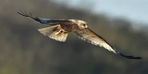 Raptors of Norfolk - including owls