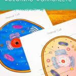 Color a typical animal cell according to the directions to learn the main structures and organelles found in the cell. Animal Cell Coloring Worksheet