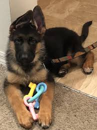 German shepherd puppies in florida click here. German Shepherd Puppies Florida Breeders Pets Lovers