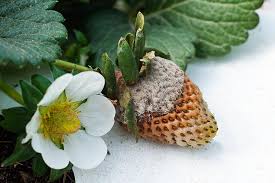 Maybe you would like to learn more about one of these? How To Control Gray Mold Botrytis Rot On Strawberries Gardener S Path
