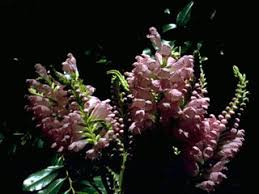 The flowers are excellent for cutting. Physostegia Virginiana Ssp Praemorsa Fall Obedient Plant Native Plants Of North America