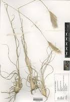 Image result for Chloris roxburghiana