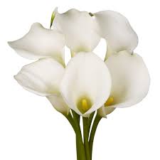 However, you want to mark an important occasion, ftd's online selection of calla lily bouquets and arrangements makes it easy to convey heartfelt sentiment with a beautiful array of flowers. Amazon Com Globalrose 18 Fresh Open Cut White Calla Lilies Fresh Flowers For Birthdays Weddings Or Anniversary Fresh Cut Format Lily Flowers Grocery Gourmet Food
