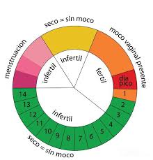 Como Funciona El Metodo Del Ritmo Todo Lo Que Debe Saber