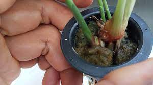 Kalian bisa lihat ini dan masih menggunakan metode tradisional ya ini. Belajar Tanam Jahe Merah Hidroponik Youtube