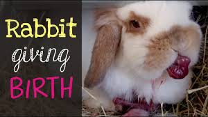 You do this as early. Holland Lop Rabbit Giving Birth Youtube
