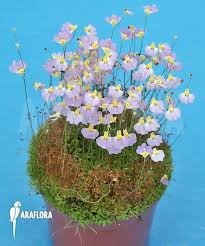 Image result for Utricularia welwitschii