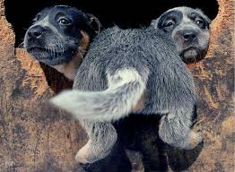 Goofy Pups Austrailian Cattle Dog Aussie Cattle Dog Cattle Dogs Rule