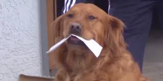 Colorado golden retriever puppies pets and dogs. This Dog Is Delivering Groceries To His Self Isolated Neighbor
