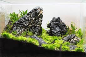 This type of carpet grass is usually recommended to aquatic hobbyists who are new to world of aquarium ownership. Dry Start Aquascaping Wiki Aquasabi