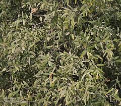 Image result for Salvadora