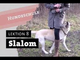 slalom wie bringe ich meinem hund bei durch die beine zu laufen trick beibringen cross befehl hunde hundetricks hunde erziehen